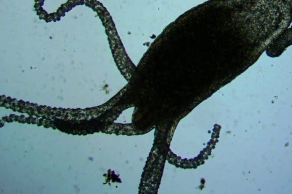 Kraken place